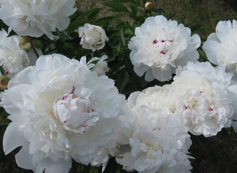 Пион «Фестива Максима» (Paeonia Festiva Maxima): Король Пионов и Его Величество в Вашем Саду